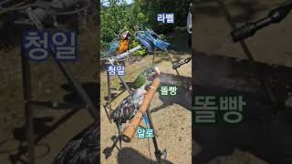 앵무새 목욕 /청금강 퀘이커/미스트샤워