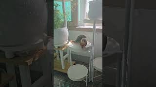 베란다청소중목욕ㅎ#앵무새#코뉴어
