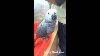 회색앵무&뉴기니아