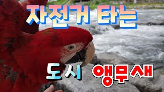 자전거 타는 도시 앵무새