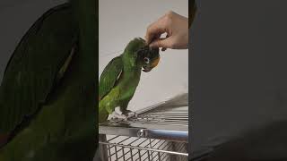 깃털 마사지 느낄 새♡ #앵무새