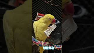 동결건조사탕수수간식#목도리앵무새#앵무새#parrot#먹방#간식#코뉴어#모란#동결건조#사탕수수