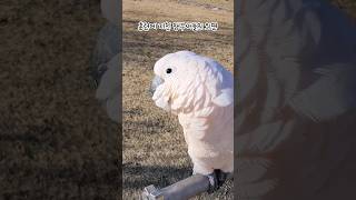 훈련에 지친 앵무새들의 외면 / #몰루칸코카투 와 #아마존앵무새 / tired parrot / #shorts