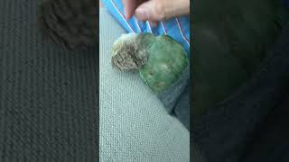 긁어주는게 좋아?#birds #parrot #앵무새 #…