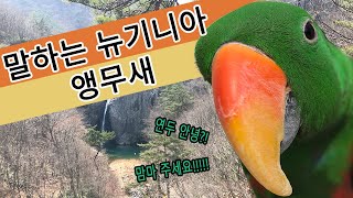 말하는 뉴기니아 앵무새