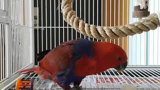 무먹는 귀염둥이 뉴기니아 앵무새