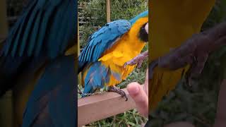 하이파이브 #shorts #청금강 #청금강앵무새 #macaw