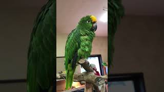 [20170203 용인 고기리 애니멀 카페] 앵무새가 …