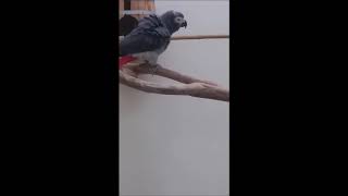 신기한 소리를 내는 회색 앵무 [Unrealistic …