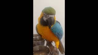 한스마카우,청금강앵무새 해바라기 먹방