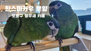 ✨한스마카우 분양✨ #앵무새 #앵무새말 #앵무새분양 #…