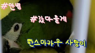 한스마카우 사랑이 #안녕 #갔다올게