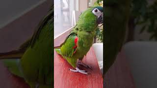 폴짝 뛰는 한스마카우 사랑이