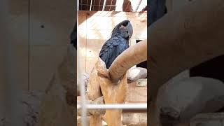 야자잎검은유황앵무 마초 - 경주버드파크 (Macho the Palm cockatoo)