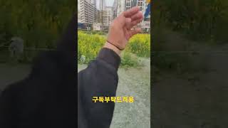 나의 새식구 청금강앵무새 루카 #shorts