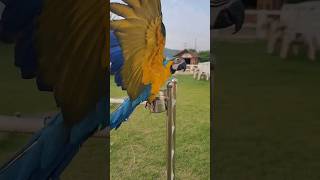 포니벨라 카페ㅣ청금강ㅣ크롱ㅣ식단관리ㅣ앵무새ㅣ이색카페ㅣc…