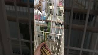 한스마카우 수제쿠키 먹방