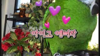 #한스마카우 #해리