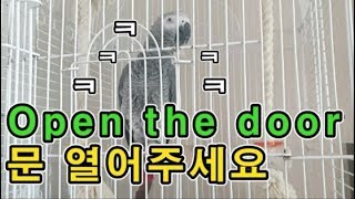 [수다쟁이 회색앵무 코코] EP.8 "open the door~" 문 열어 달라는 앵무새