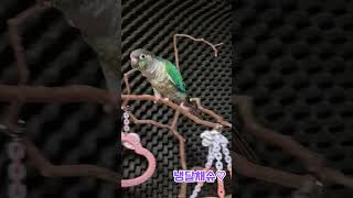 생일축하댄스 #앵무새 #parrot #코뉴어#댄스#흥부자#생일축하노래