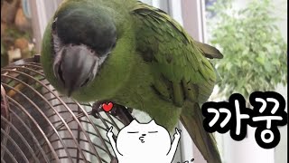 까꿍 호소 새 #한스마카우