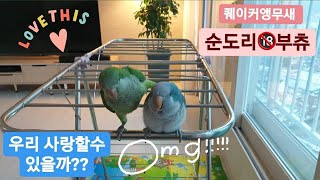 퀘이커앵무새 순도리♡부츄 (좌충우돌 퀘둥이커플?ㅋㅋㅋ)…