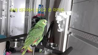 아마존 앵무새/ 입양1일째/옹알이?신세계 외괴어 로 말…