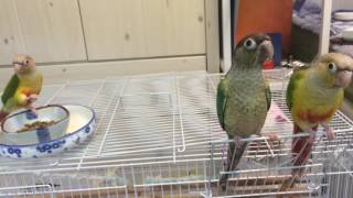 코뉴어들 피딩 영상