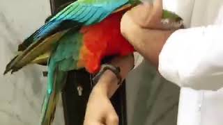 Harlequin Macaw