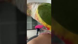 소망이의 일상(코뉴어)