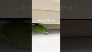 사과할 줄 아는 앵무새#한스마카우
