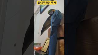 루카 이제 다 컸네 말대꾸도 하고 #macaw #청금강…