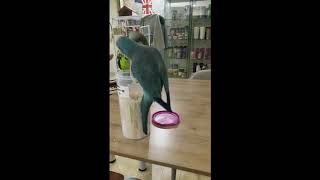 퀘이커 앵무새 국수먹다 대참사ㅋㅋㅋㅋㅋㅋㅋㅋ