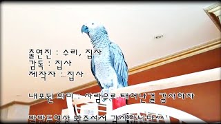 막만든영상ㅋ 앵무새수다에 자막더빙입히기ㅋㅋㅋ