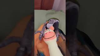 인형 가지고 노는 루카 #청금강 #청금강앵무새 #마카우…