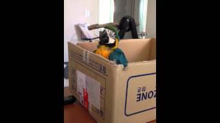 청금강 - 쿠악 blue and yellow macaw