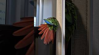 코뉴어앵무새#하랑이#하봉이#parrot#cute