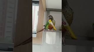 랄라도 락토~핏~~~~#랄라#앵무새랄라#코뉴어#birds#앵무#parrot#cute#랄라도#유산균#락토핏