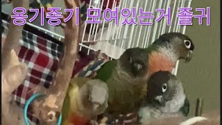 옹기종기 모여있는 코뉴어앵무새들