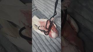 다치지 않았어요 #갈라코카투 #앵무새 #parrot #…