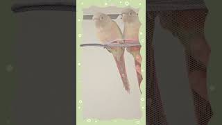 모기장에 똥칠하는 양아치 앵무새 #코뉴어 #양아치 #앵무새 #앵아치 #parrotlover #똥칠 #반려동물