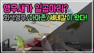 앵무새가 일곱마리? 앵무새 호텔링으로 시끌벅적해진 우리…