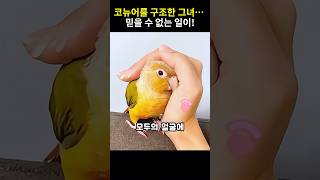 소녀가 코뉴어를 구조한 날… 예상치 못한 일이 벌어졌다!