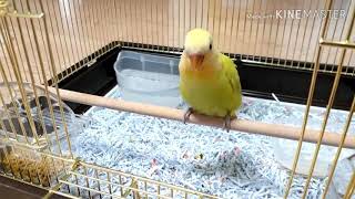 [아기앵무새]새집 적응기