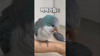 발정난 앵무새 &amp; 샘부리는 앵무새  퀘이커앵무새…