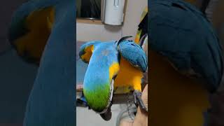 잣을 줘야 놓아주는 손 #shorts #청금강