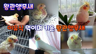 이유식(이유조) 먹이며 키운  귀여운 애완조, 반려조  왕관앵무새