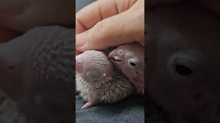 귀여워 어떡하죠?! #이유조 #앵무새 #아기새 #코뉴어 #분양 #입양