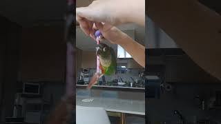 여긴 어디?  나는 누구?#앵무새 #앵무새랄라 #앵무 #랄라 #parrot #birds #코뉴어 #코뉴어앵무새 #쇼츠 #옐로우사이드