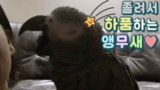앵무새가 졸려서 막 하품을 계속해요 ㅋㅋ